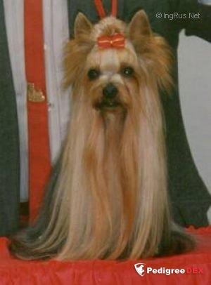WINSTON CHURCHILL DE LA VIRREYNA — Labaza DogPedigree YorkshireTerrier